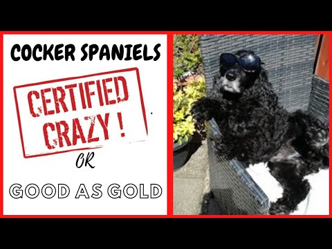 Video: Sifat Apa Yang Dimiliki Seekor Cocker Spaniel?