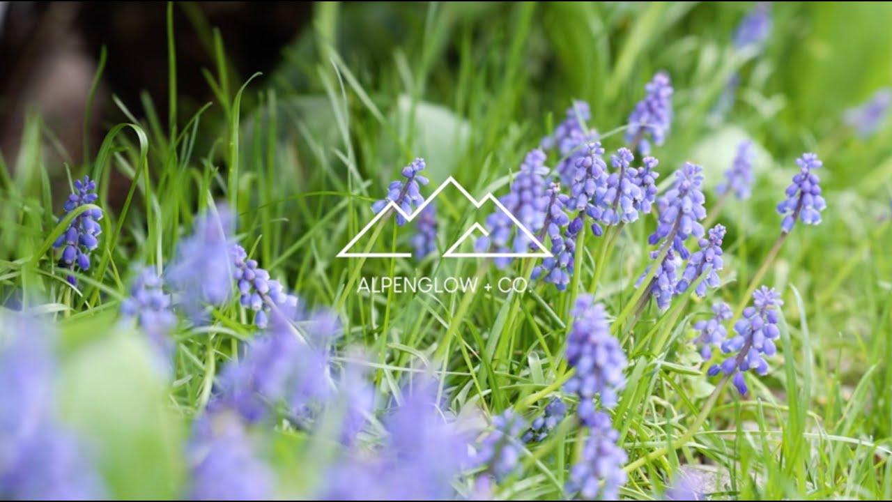 10 Hour Relax | Purple Flowers Bloom in Spring Sun 4K | Study Sleep ...