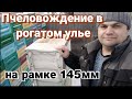 Методика пчеловождения в рогатом улье на 145 рамку.