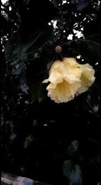 best bgm- my angel edit