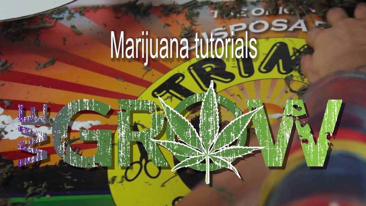 Trimming Cannabis time saver - Manicure weed by 'We Grow'