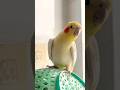 Adorable Cockatiel S Cute Singing Moments Cockatielscraze