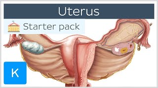 Uterus - Anatomy, Definition and Function - Human Anatomy ...