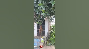 pitbull Pit bull monster #pitmonsters