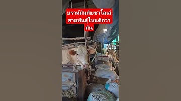 บรามันกับชาโลเล่ สายพันธุ์ไหนดีกว่ากัน เหมาะกับเกษตรกรที่เลี้ยงด้วยหญ้ากับฟางที่สุด วัว #วัว #วัวไทย