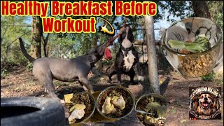 My American Bullies Eating Healthy Breakfast Before  Quick Workout