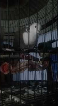 Puter Pelung DON JUAN Ring BOSS 010 anak BOSS 22