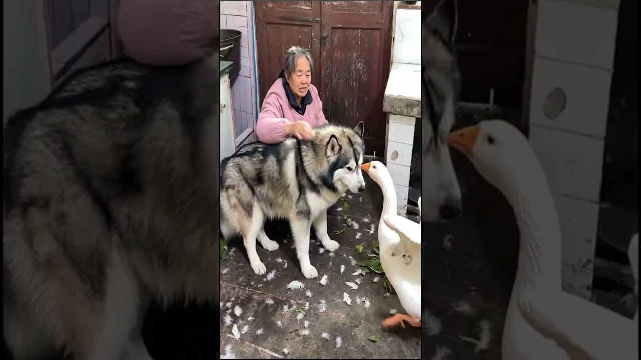 Dog and Goose Confrontation | A Calm Moment Inside Sudden Chaos