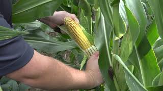 Ohio No-Till Virtual Field Day | Josh Yoder - 60 inch corn