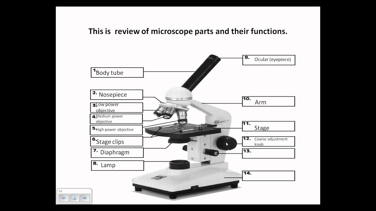 Microscope Review.wmv - YouTube education, grade worksheets, learning, worksheets for teachers, and math worksheets Compound Microscope Parts And Functions Worksheet 1024 x 1280