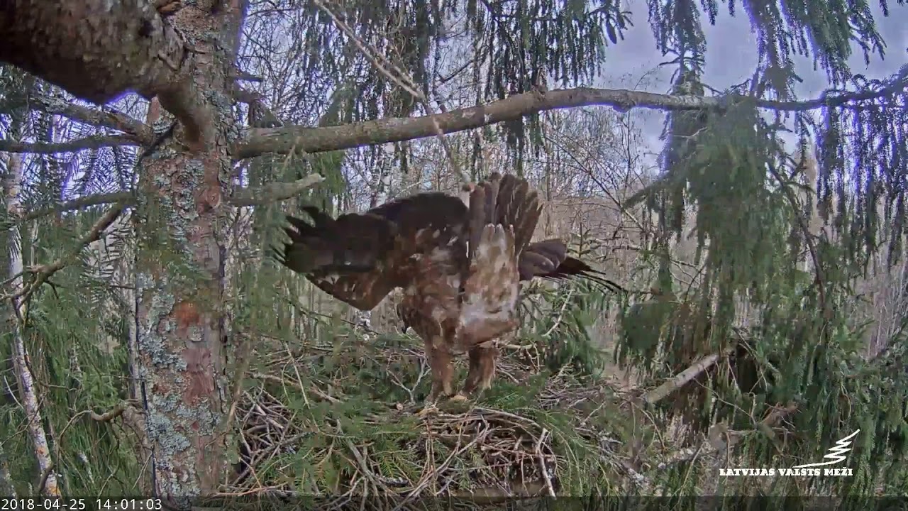 Lesser Spotted Eagle - A different male shows up - 04-25-18 