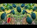 Using this method can grow jackfruit trees with watermelon fruit to get real results 100