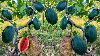: Using this method can grow jackfruit trees with watermelon fruit to get real results 100%