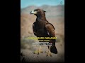 Guadaloupe Caracara Caracara Lutosa 