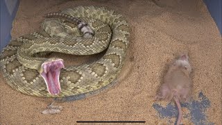 The Deadly Green Mojave Rattlesnake strikes at mouse 2 times in slow motion!