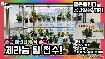 (제라늄#60)_?좁은베란다활용팁, 왕자행거,햇반,화분걸이,겨울철 초보가드너에게 추천하는 화분걸이?한국제라늄(Geranium)펠라고늄(Pelargonium) ?한국변종, 유럽제라늄