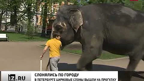 Невероятное видео: По центру Петербурга гуляли четыре слона