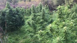 THIS IS THE BEST WEED GROW I HAVE DONE IN UK AND IT IS ONE WEEK FROM THE END OF FLOWERING 2020