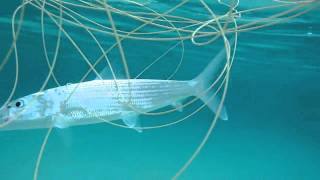 Under Water Bonefish Fight