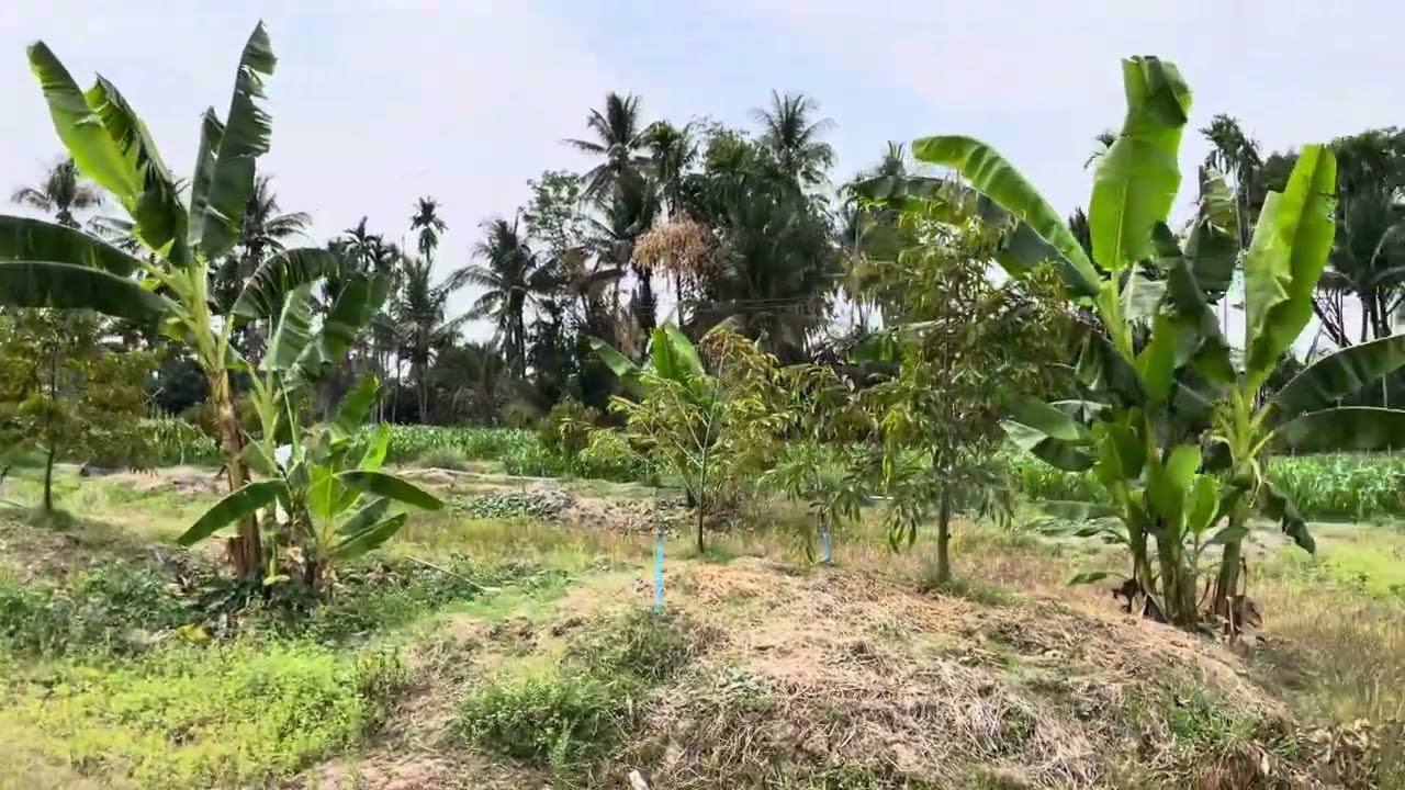 พาชมสวนทุเรียน ep 1 ทุเรียนขาดธาตุสังกะสี