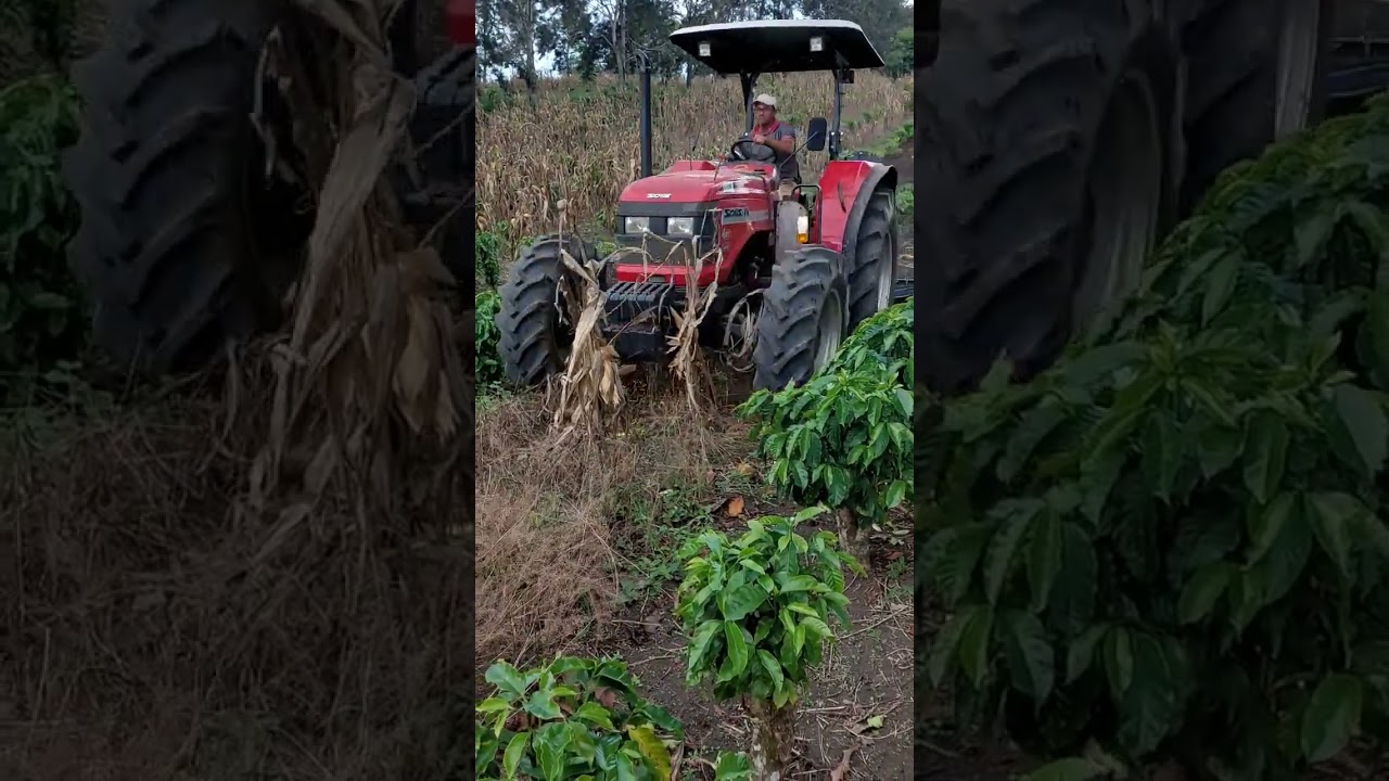 Preparar a terra para o plantio #criação #rocaafazenda #agro #roça#trator#shorts