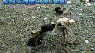 角眼拜佛蟹(角眼切腹蟹)01---招牌動作