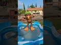 شوفي بلمسبح بودي ماشاوالدب Funny شوفي بلمسبح بودي ماشاوالدب Funny