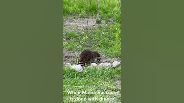 Why my bird feeders are constantly empty