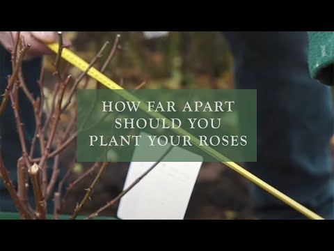 Video: Spacing Roses - Hoe ver uit elkaar om rozenstruiken te planten