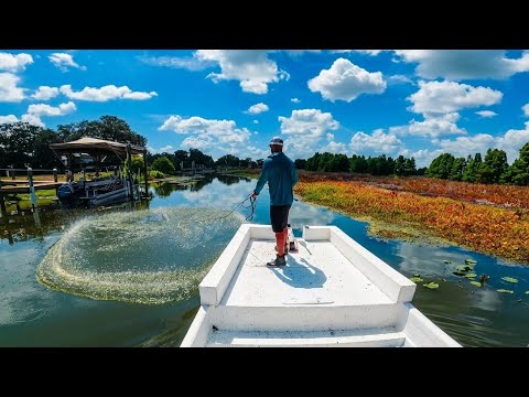 Cast Netting Invasive Florida Tilapia to Clean Up the Lakes !!!