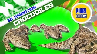 Green Screen Group of Crocodiles Attack - PixelBoom