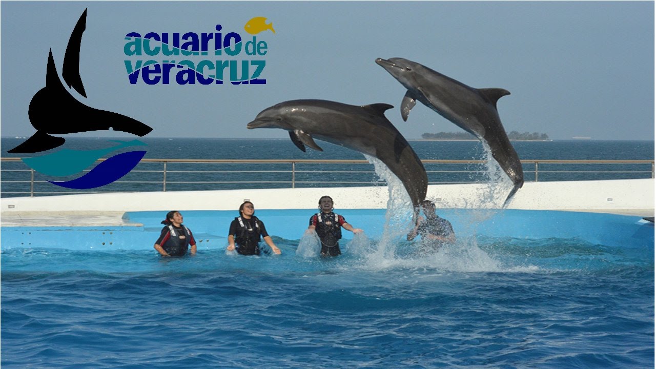 Visita el acuario de veracruz Maxresdefault