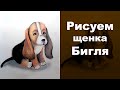 🍕 как нарисовать бигля, как нарисовать щенка бигля