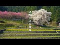 満開の又兵衛桜2018