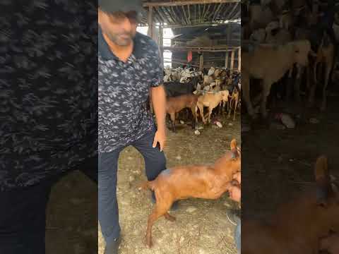 في سوق المواشي في اديس ابابا