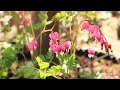 Perennial growth in spring Mp3