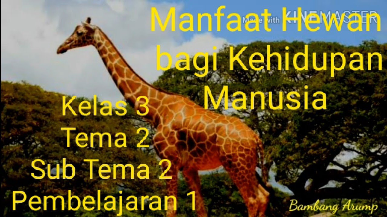 Manfaat Hewan  bagi Manusia YouTube