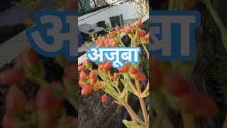 ajuba #ajuba #viral #shortvideo #trending #youtubeshorts #viralshort