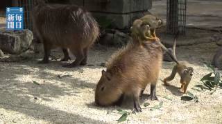 カピバラの背にリスザル