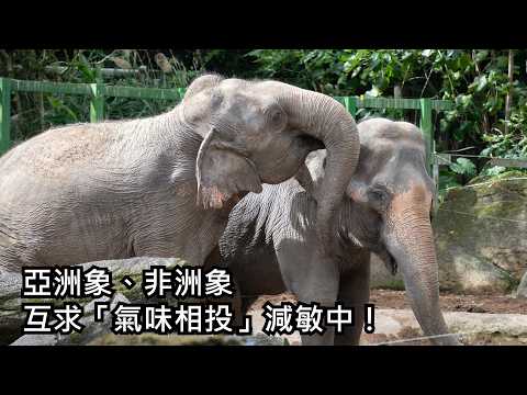Asian and African elephants are seeking each other out for their shared "smell" to help reduce od...