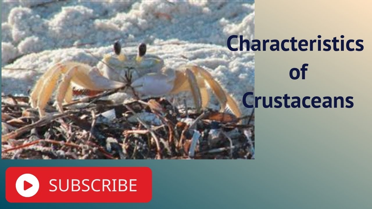 Characteristics of Crustaceans YouTube