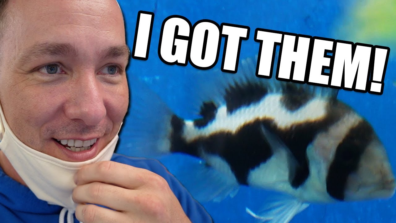 NO ONE WANTED THEM!? Shopping for aquarium fish! YouTube