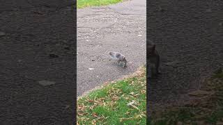 Super Cute Squirrel😃: Perfect Wiggly Tail and Amazing Two-Leg Tricks..❤️❤️ How AMAZING......#asmr