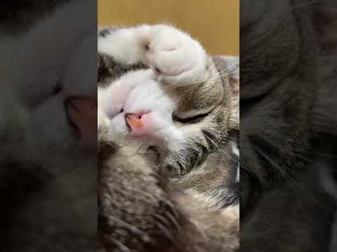 寝てる？猫 - Cats Sleeping? - #Shorts