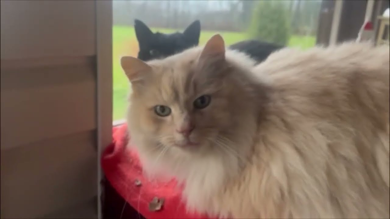 10556. Эстония. Будем сейчас косить газон!