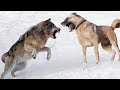 15 Dog Breeds That Can Defeat Wolves