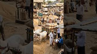 "Bailgadi se mandi tak, mehnat ka safar aur khushiyon ka vyapar. 🌾🐂"#indianfarmer #ruralindia "
