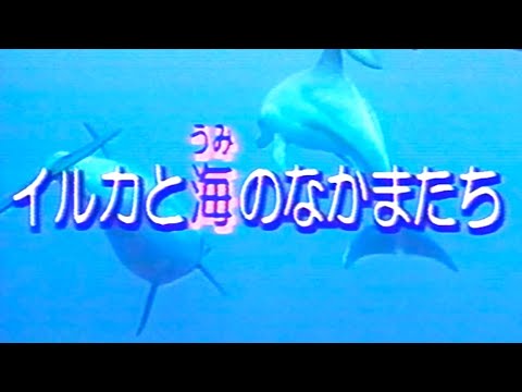 60fps】いきもの探険隊「イルカと海のなかまたち」 - YouTube