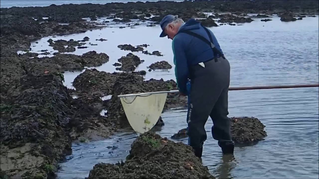 Pêche à la crevette : conseils et techniques d'eschage 