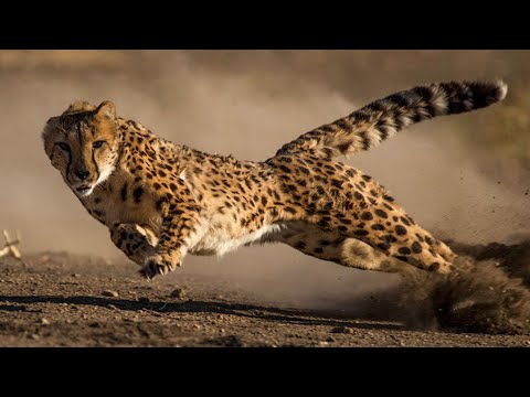15 Predators Hunting Animals Twice Their Size Part 1 | Pets House
